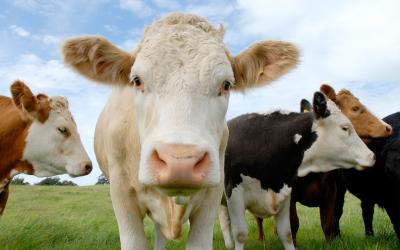 Cows at Barstobrick