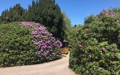 Firs and rhododendrons at Queenshill